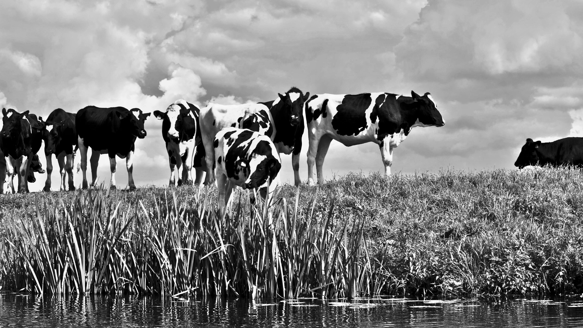 The Cow Approaches